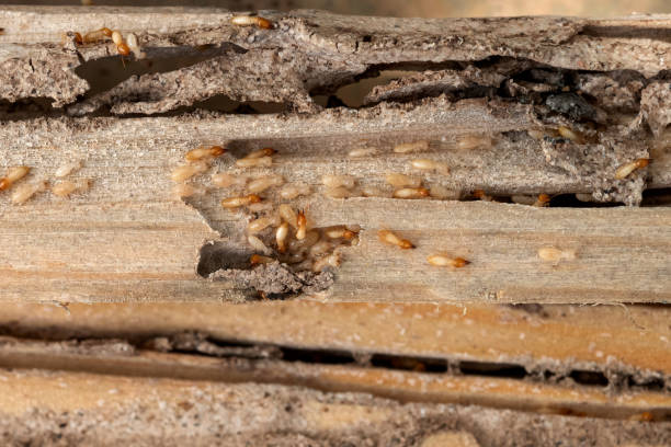 Best Affordable Pest Control Services  in Duluth, MN