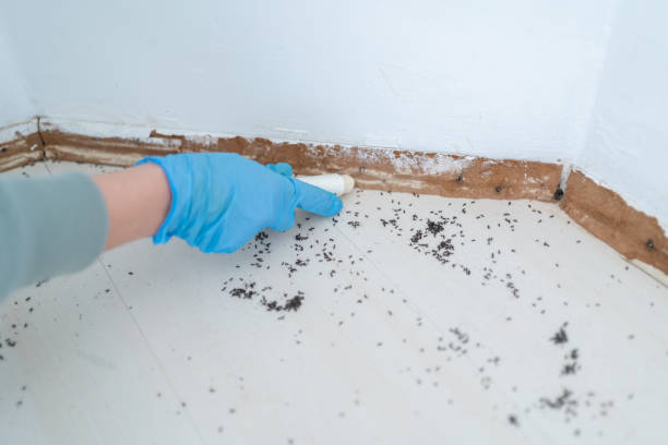 Best Insect Control  in Duluth, MN